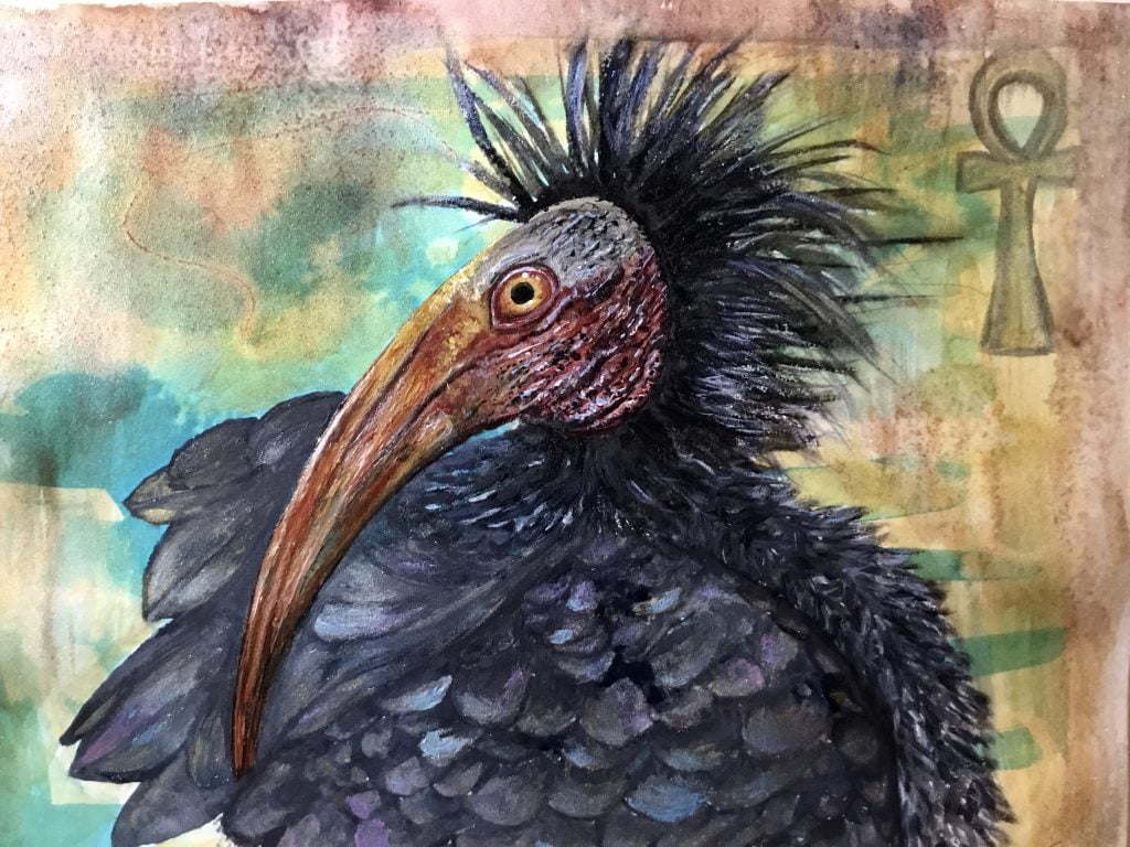 Sacred ibis bird,original watercolour painting,buy art