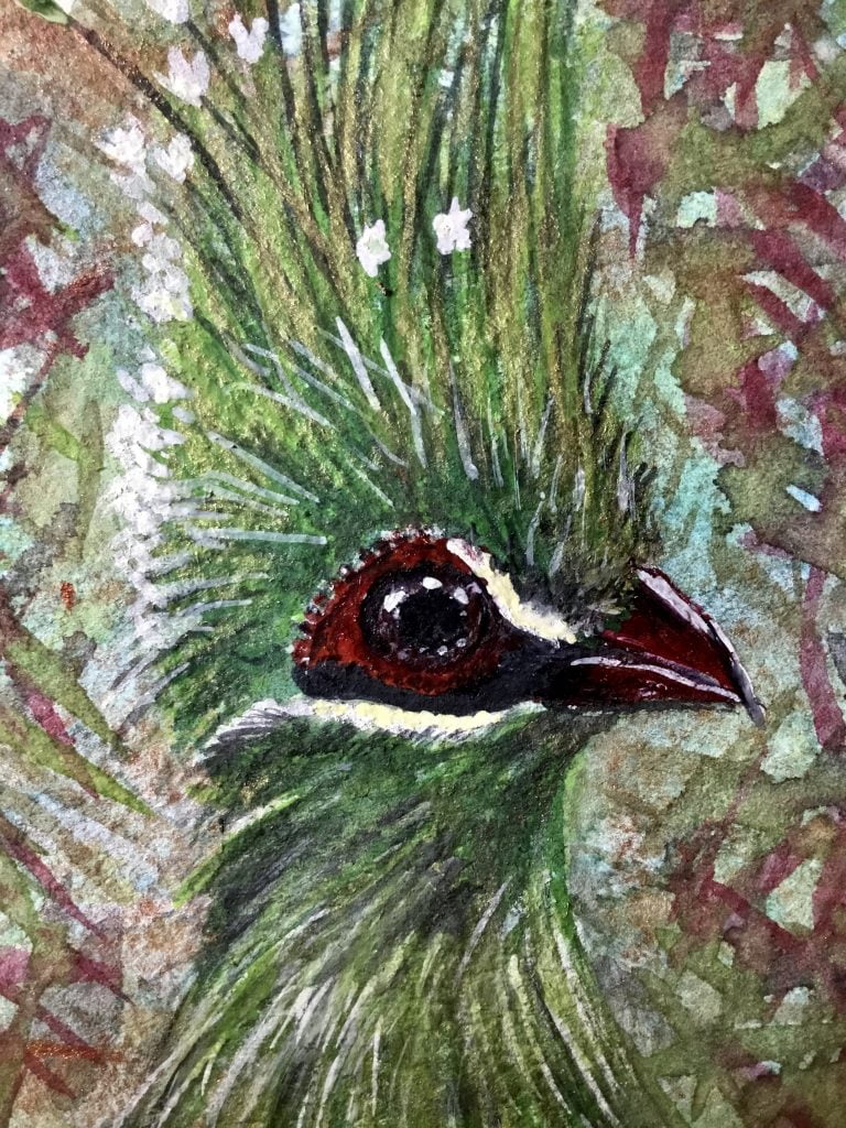 Green turaco bird original watercolour painting