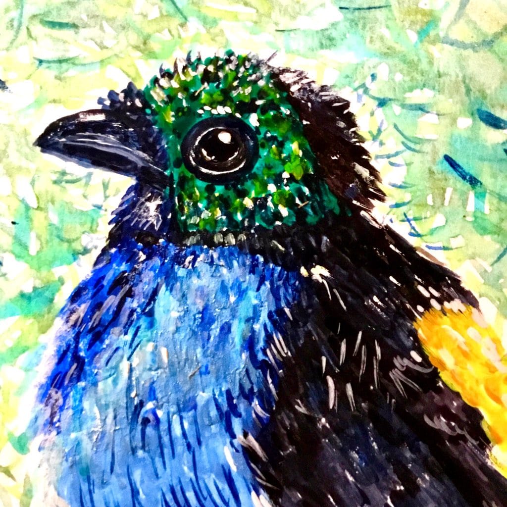 Paradise Tanagra exotic bird watercolour original painting for sale