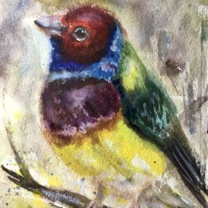 Bullfinch bird painting for sale
