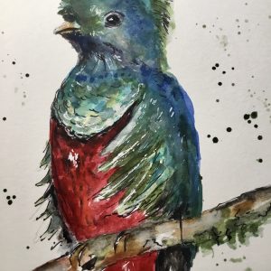 Quetzal bird watercolor