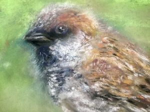 Sparrow bird original soft pastel painting 