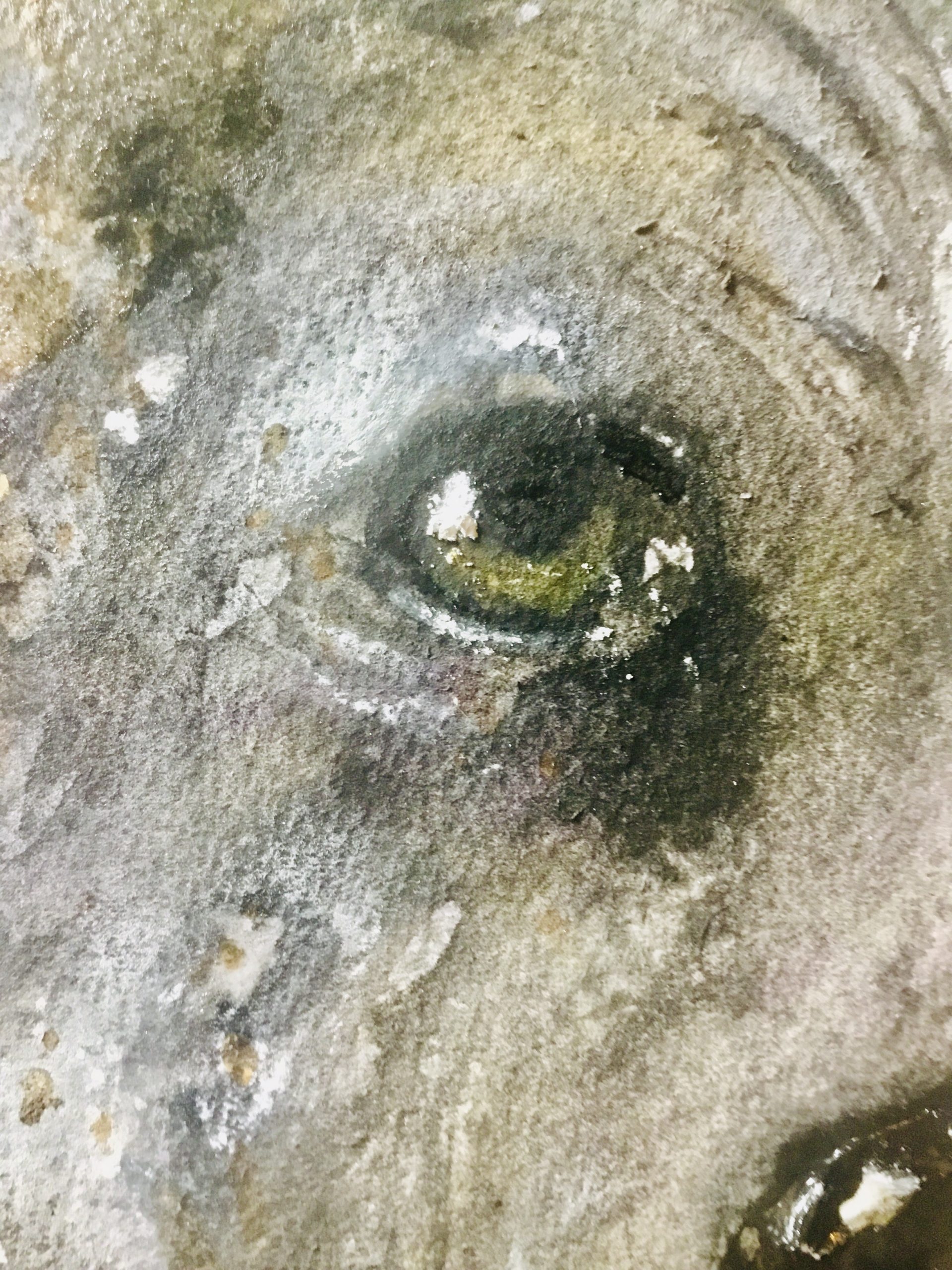 Bear dyptich original watercolor